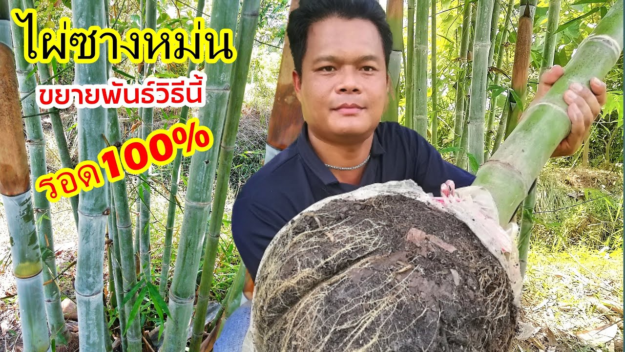 วิธีที่ไม่ค่อยมีใครทำ!!ไผ่ซางหม่นถ้าขยายพันธ์วิธีนี้ปลูกแล้วรอดตายเกือบ100%