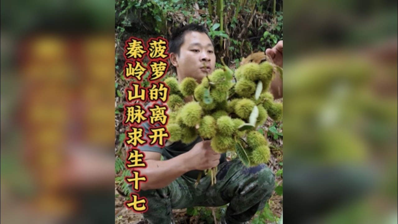 秦岭山脉求生十七 这个小伙在秦岭山脉求生，捡到了这么多的板栗和猕猴桃，摄影师中途退出了挑战，快来看看发生了什么吧