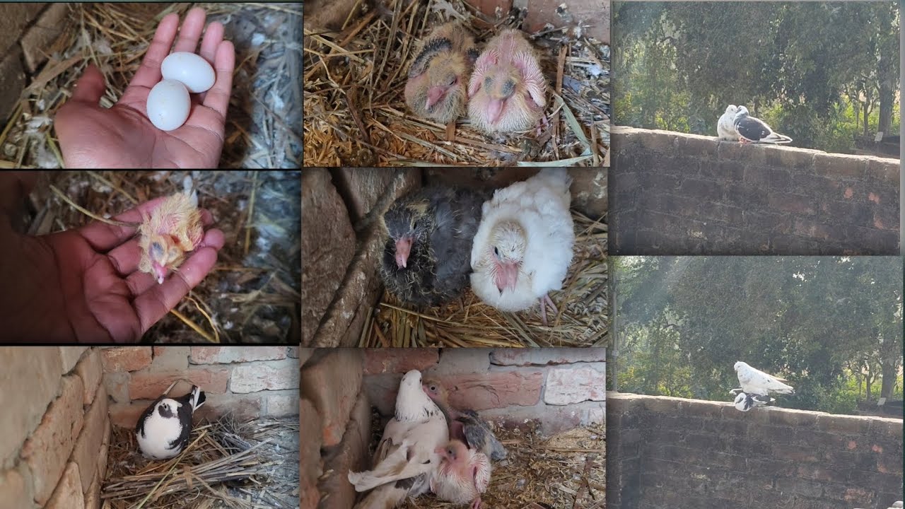Breeding progress day by day 🫂😘#pigeon
