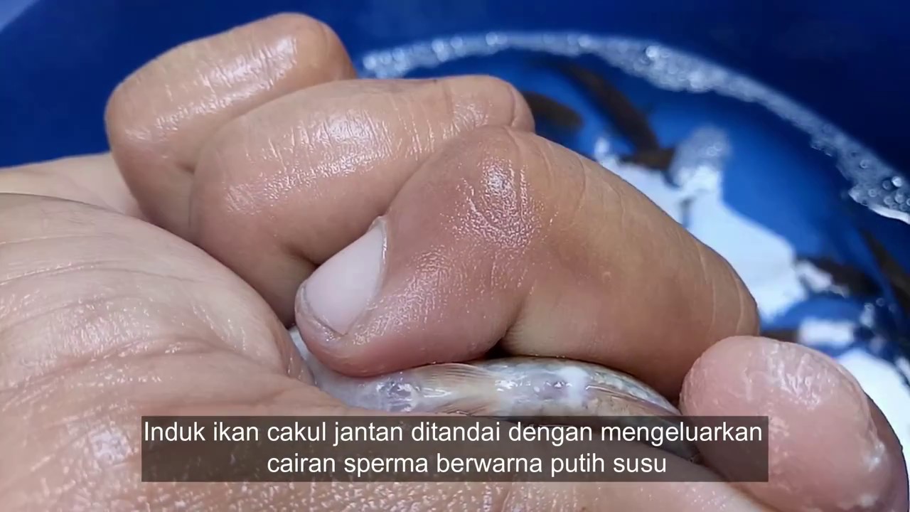 Belajar Teknik Pemijahan Ikan Wader Rekkkk....