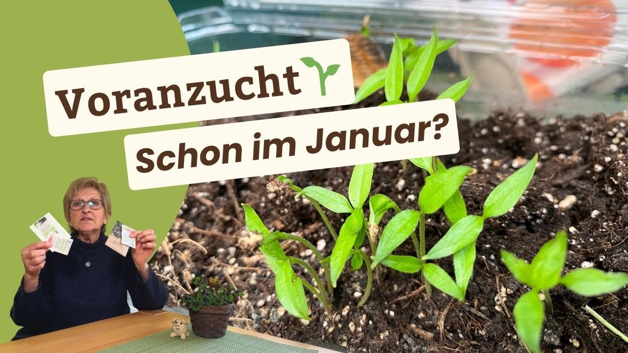 Dieses Gemüse kannst du im Januar im Haus ansäen