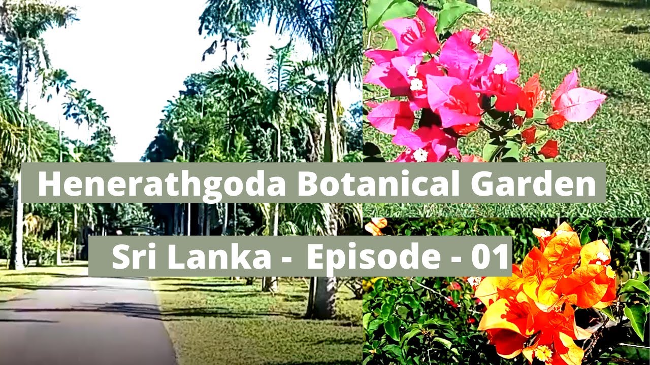 ගම්පහ උද්භිත උද්‍යානය |  Henarathgoda Botanical Garden | Travel_Sri_Lanka | Episode 1 |