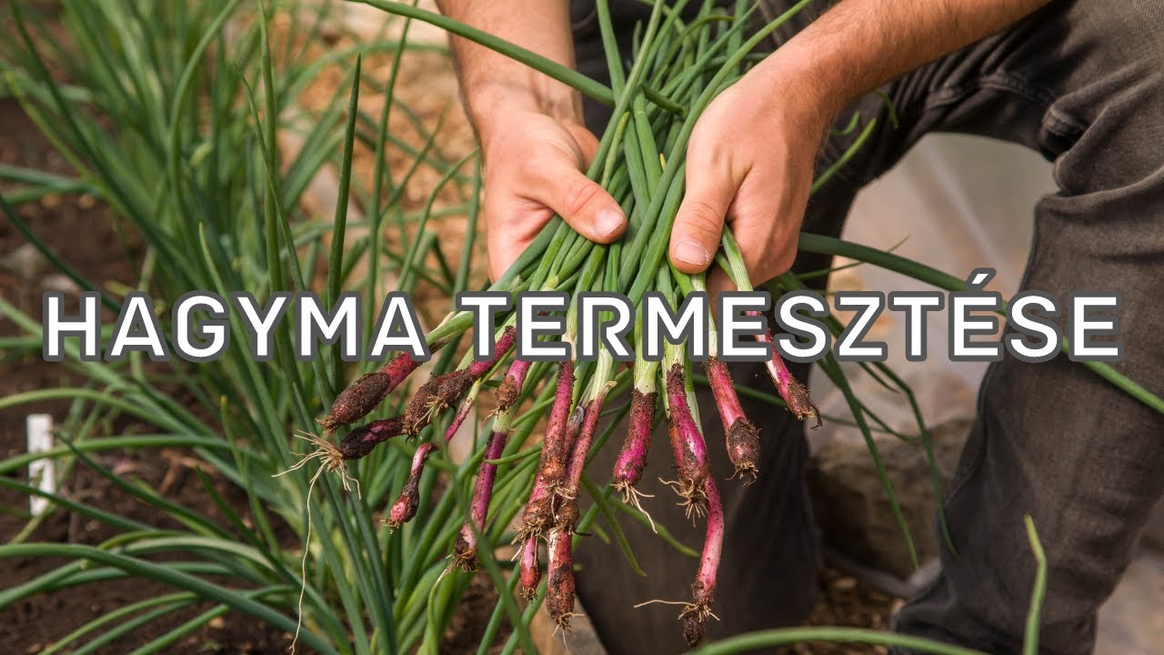 Hagyma termesztése a biokertben