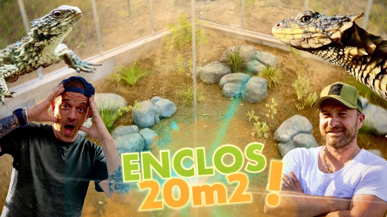ENCLOS DE DINGUE POUR DES LÉZARDS DE RÊVE 🤯 ! -TOOPET