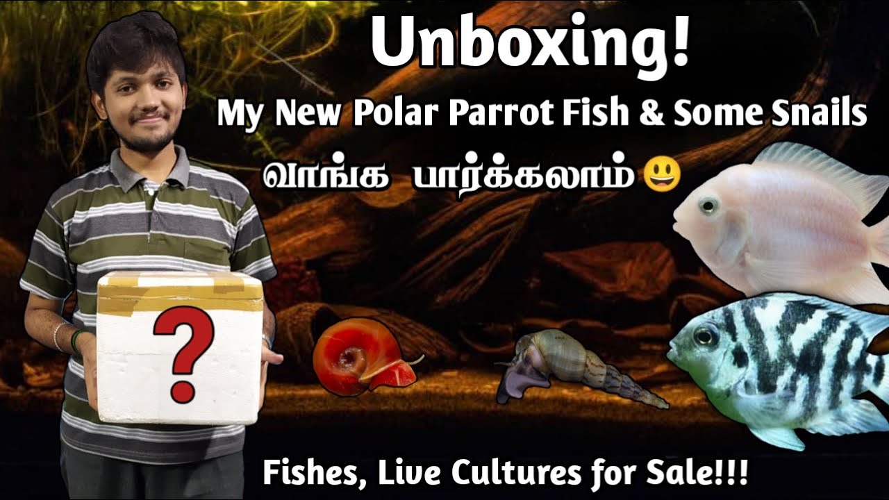 Unboxing My New Parrot Fish Pair | தமிழ் | Wonder Aqua Garden