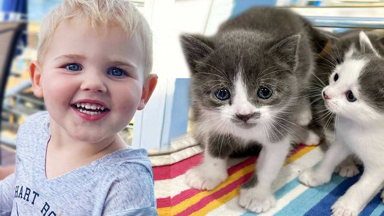 Мой маленький племянник впервые встречает спасенных котят!
