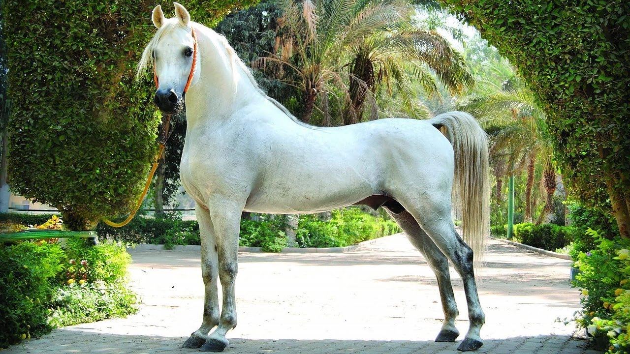 حكاية الأسطورة المصري الراحل ( تجويد ) طاوس الزهراء | الخيل العربي الأصيل | The Legendary Tagweed