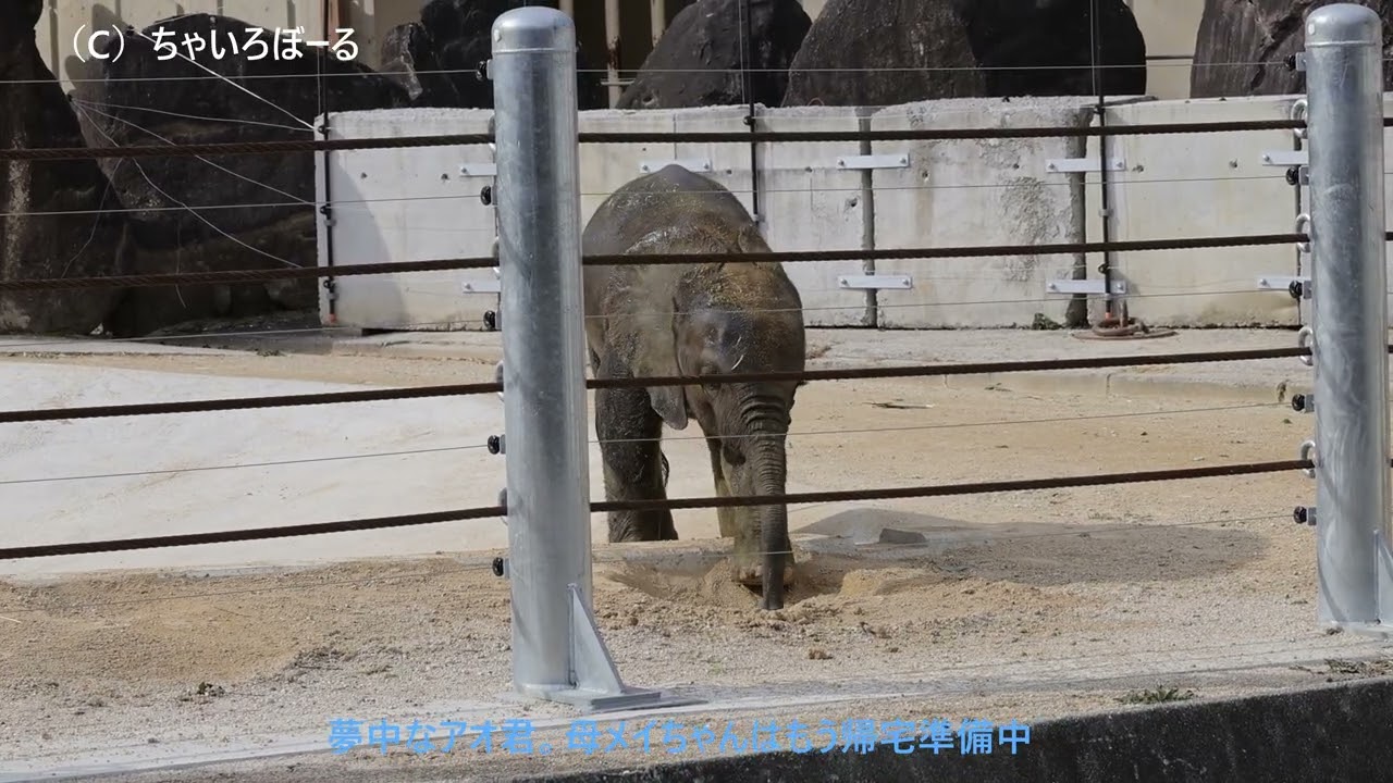 マルミミゾウの赤ちゃんアオ、ちょっと焦る