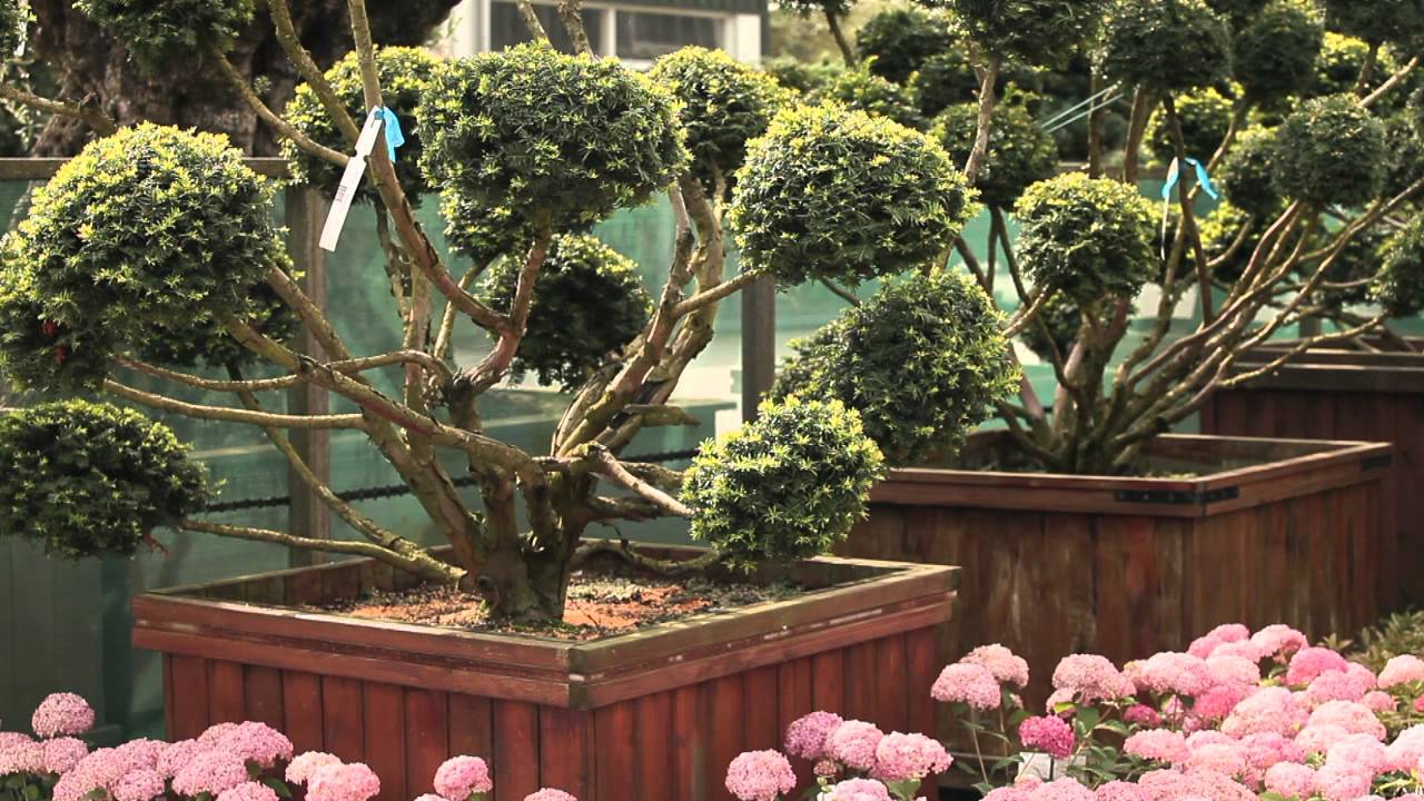 Grote bomen en planten uitzoeken.