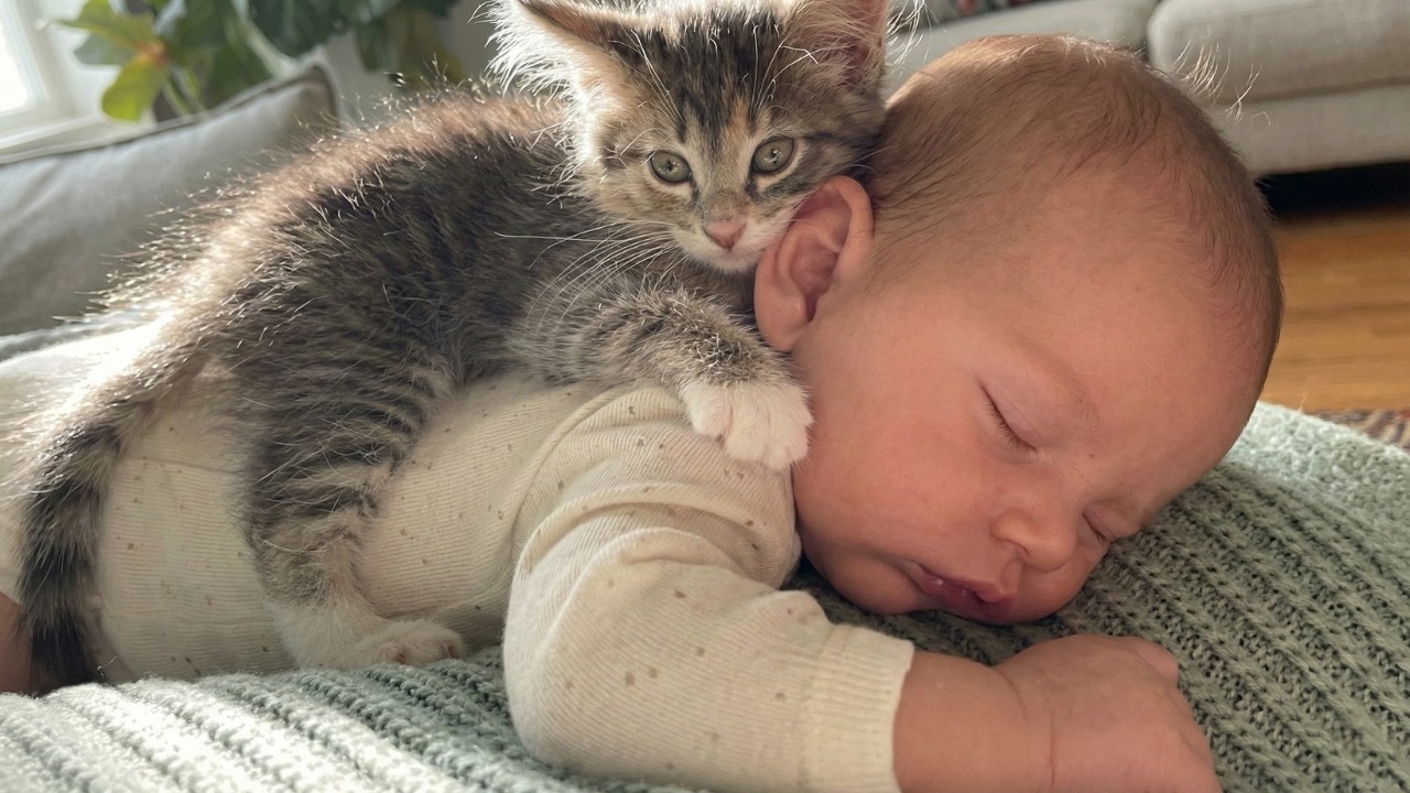 Baby & Kitten Sleeping Moments | The Cutest Calm Compilation