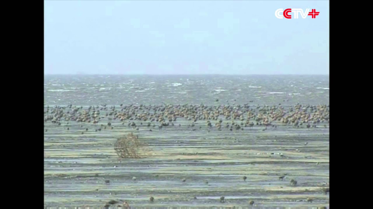 Colonies of Bar Tailed Godwits Arrive for Food during Migration in NE China