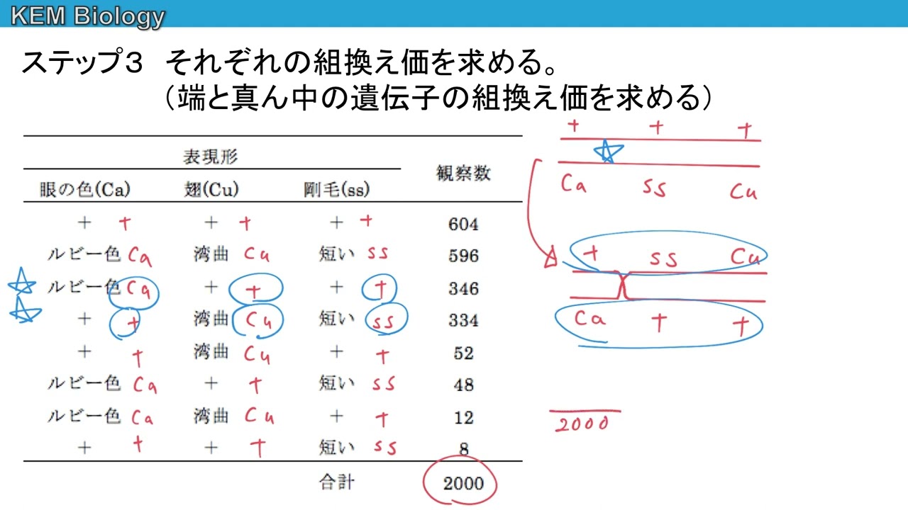 高校生物「三点交雑法（二重組換えを考慮した場合）」