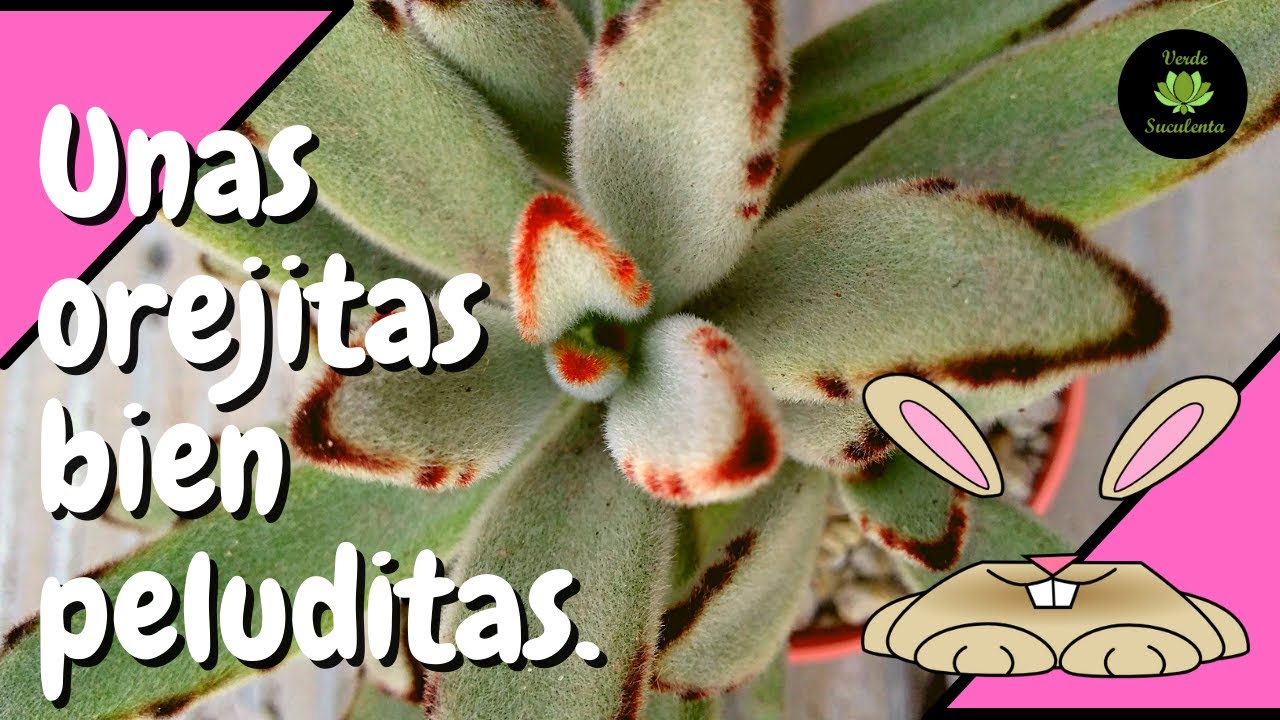 😉Que no deben faltar en tu jardín🌺, conoce el Kalanchoe tomentosa.🐰🌱