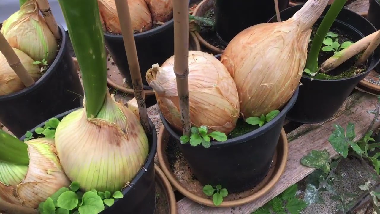 Setting exhibition leeks and rubbing onion seed out.