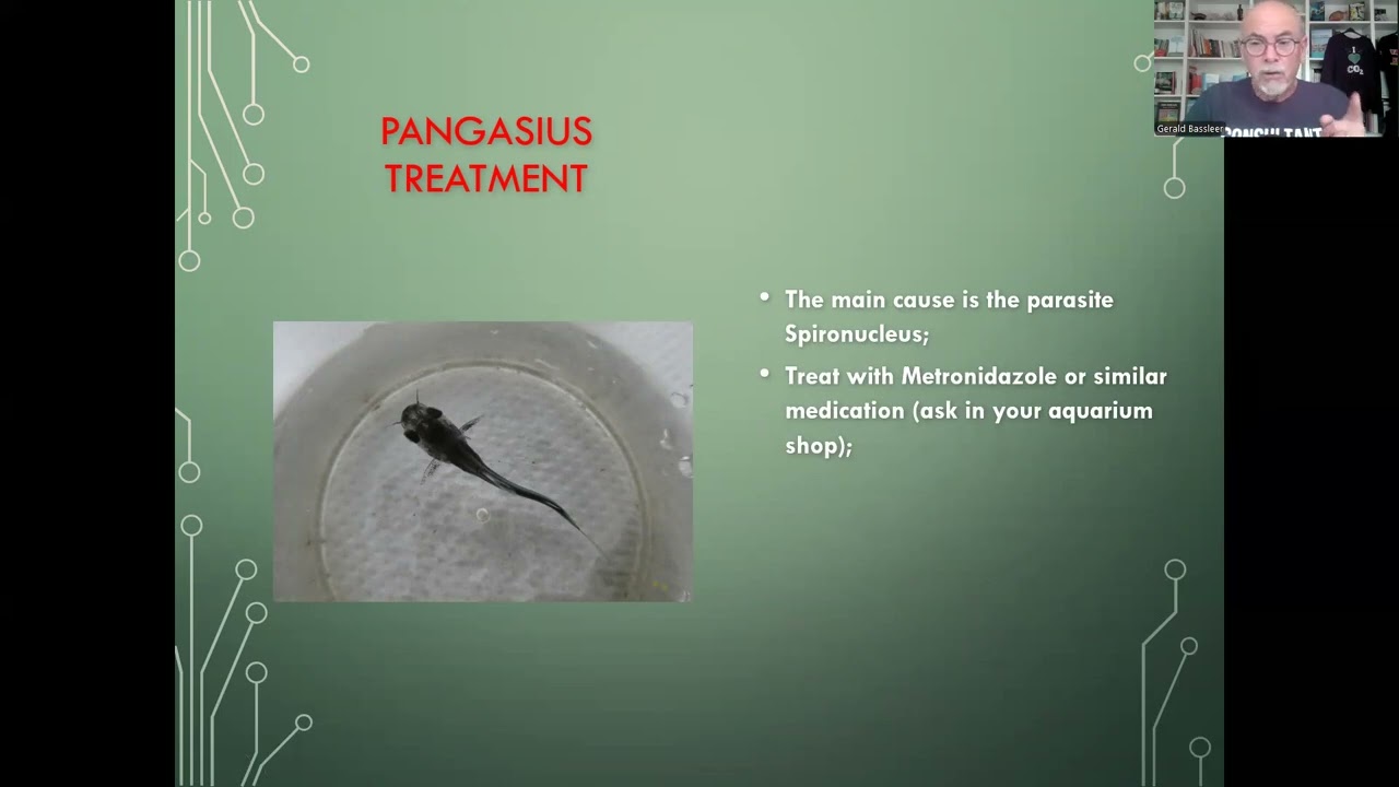 Fish disease case nr. 262 Pangasius catfish with parasitic infection Spironucleus, ex-Hexamita