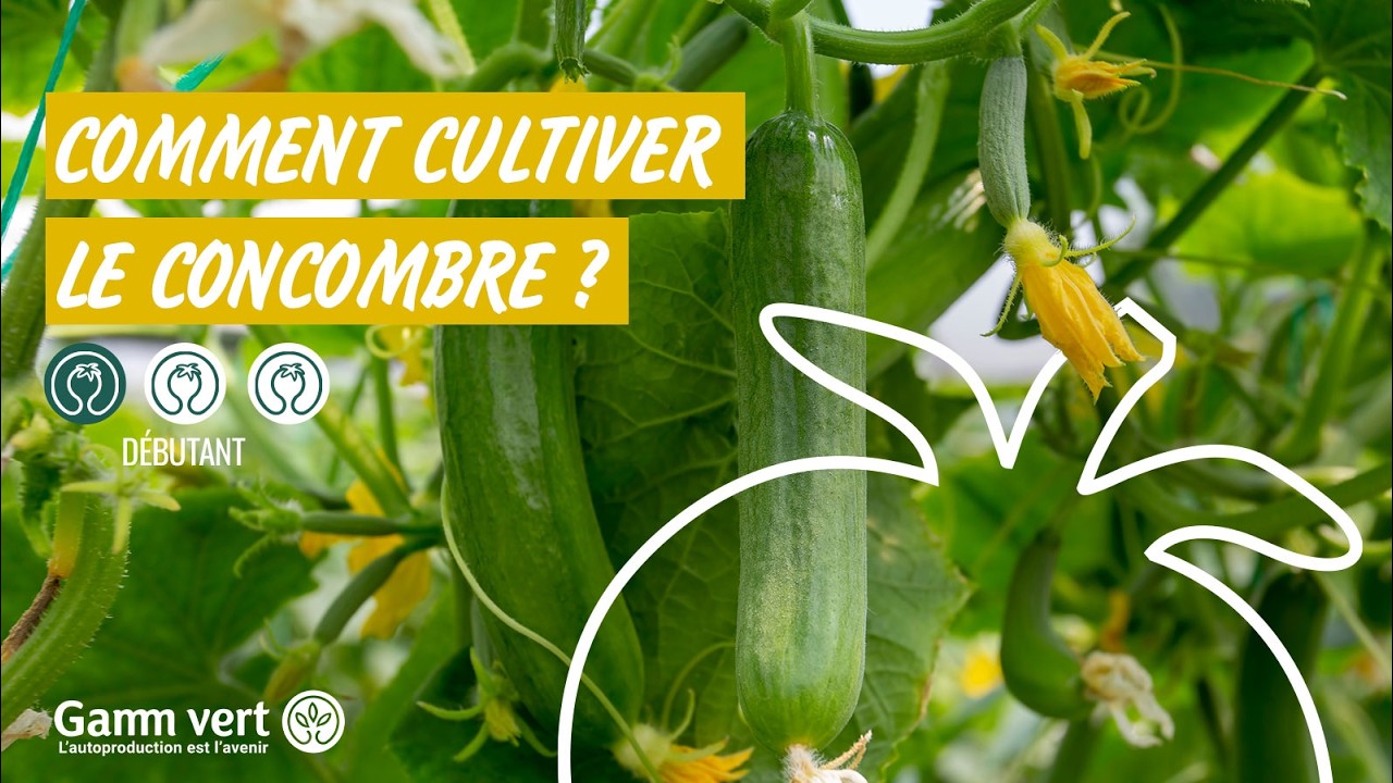 [TUTO] Comment semer et planter les concombres ? - Jardinerie Gamm vert