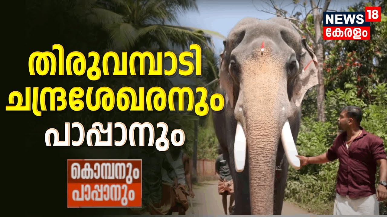 Kombanum Pappanum | കൊമ്പനും പാപ്പാനും| Thiruvambady Chandrasekharanന്റേയും പാപ്പാന്റേയും വിശേഷങ്ങൾ