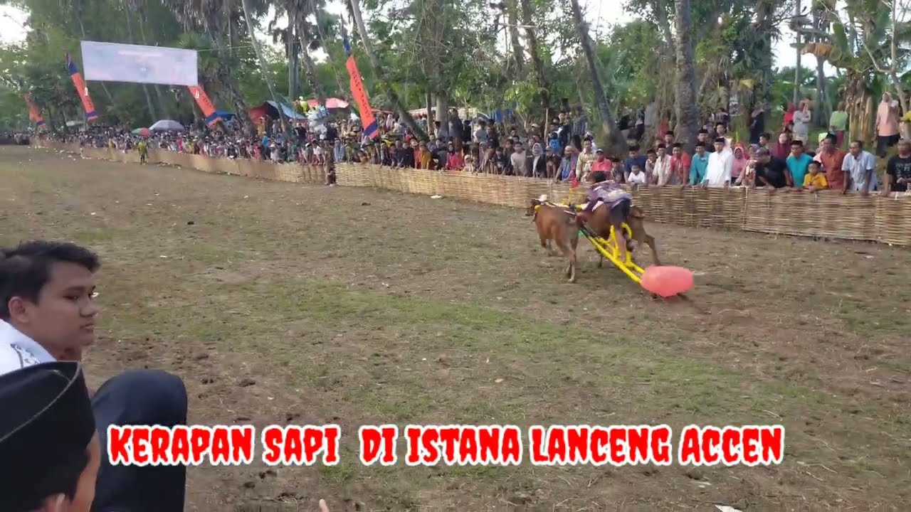 Karapan Sapi di Lapangan Lanceng Accen