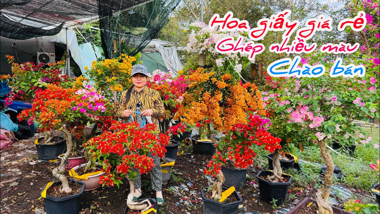 Hoa giấy giá rẻ ghép nhiều màu chào bán bao ship..04/02😘📲 0939.885.905.Thu-Cúc 