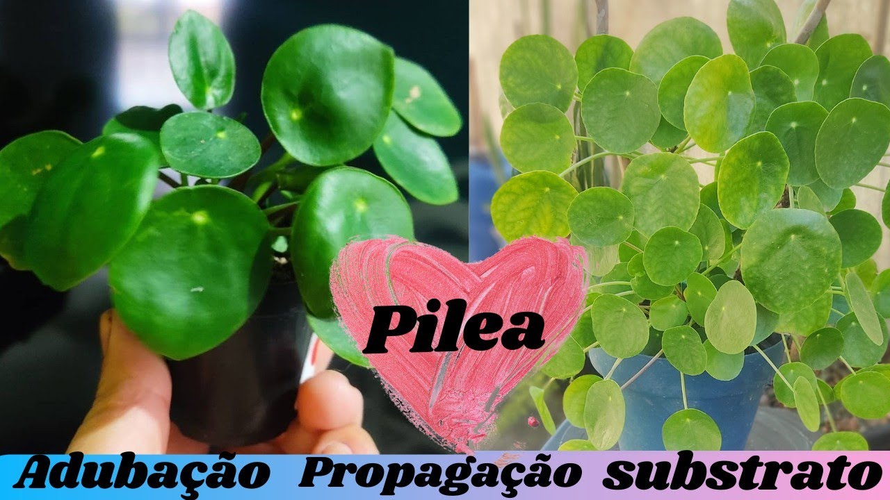 PILEA PEPEROMIOIDES - substrato  propagação adubação - lugar ideal - tudo sobre a planta do dinheiro