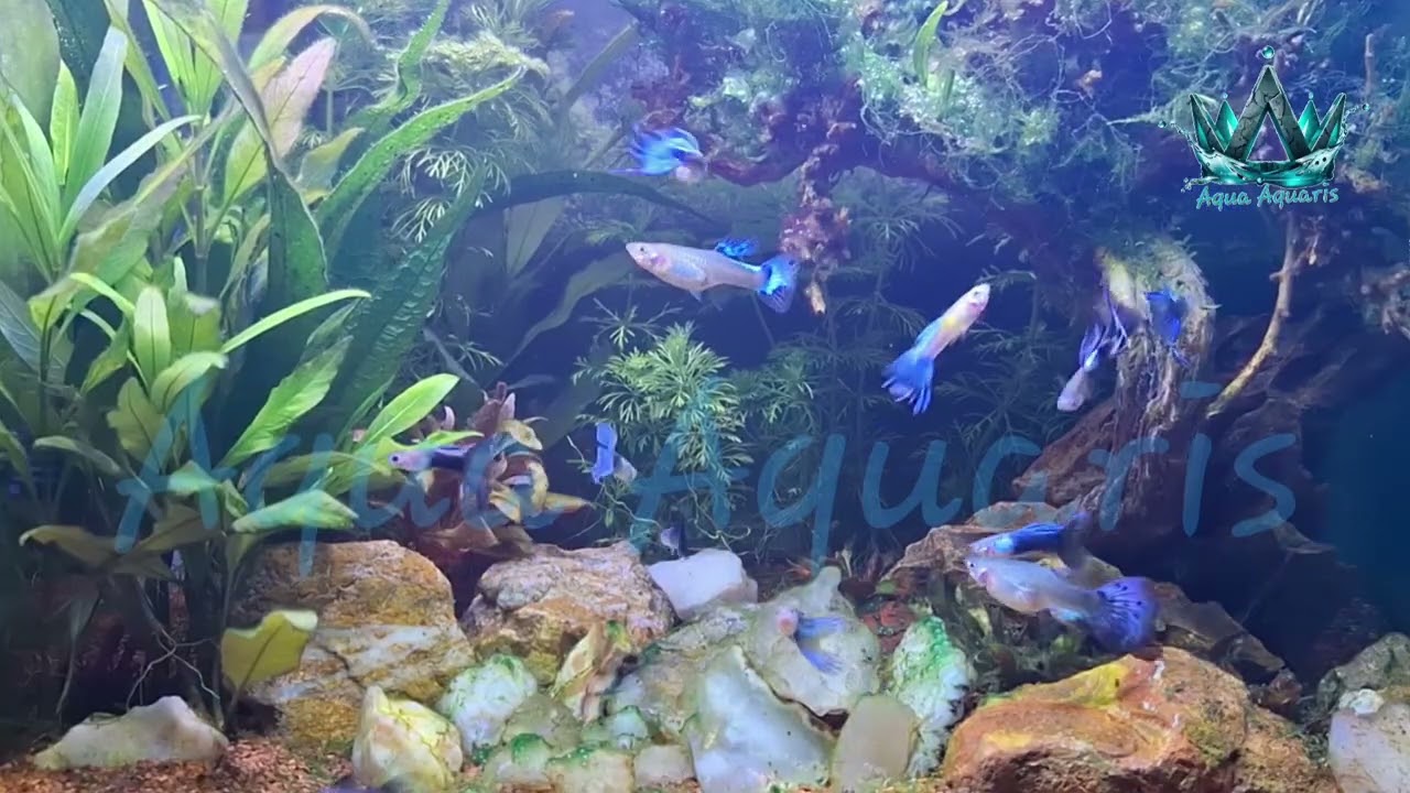 Deep Blue Zen#Relax#Blue#Aqua#yt#videoviral 