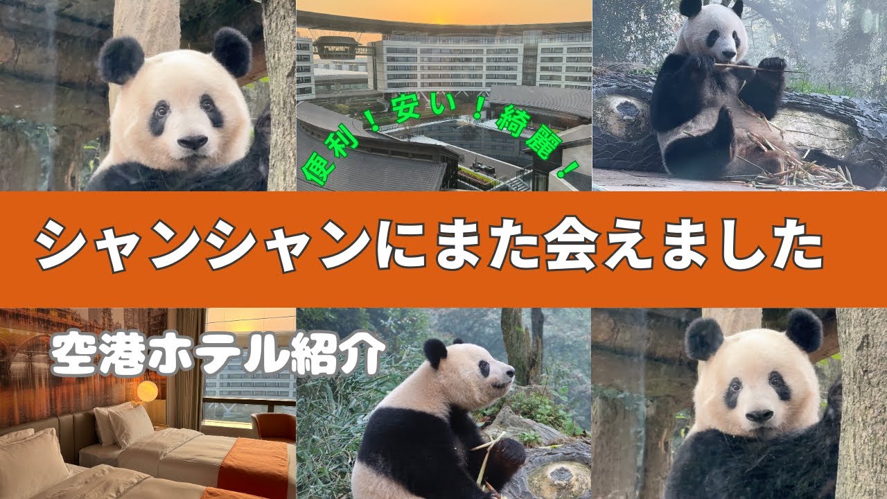 【シャンシャン】成都天府空港ホテルが便利！/シャンシャンファンの方にまたお世話になりました