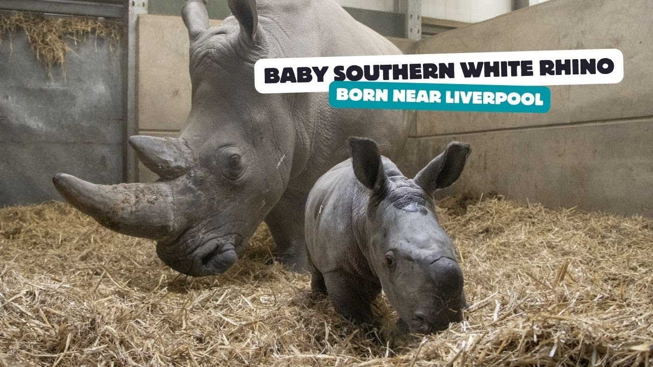 World's First Successful  Rhino IVF  Pregnancy Gives Northern White Rhinos New Hope