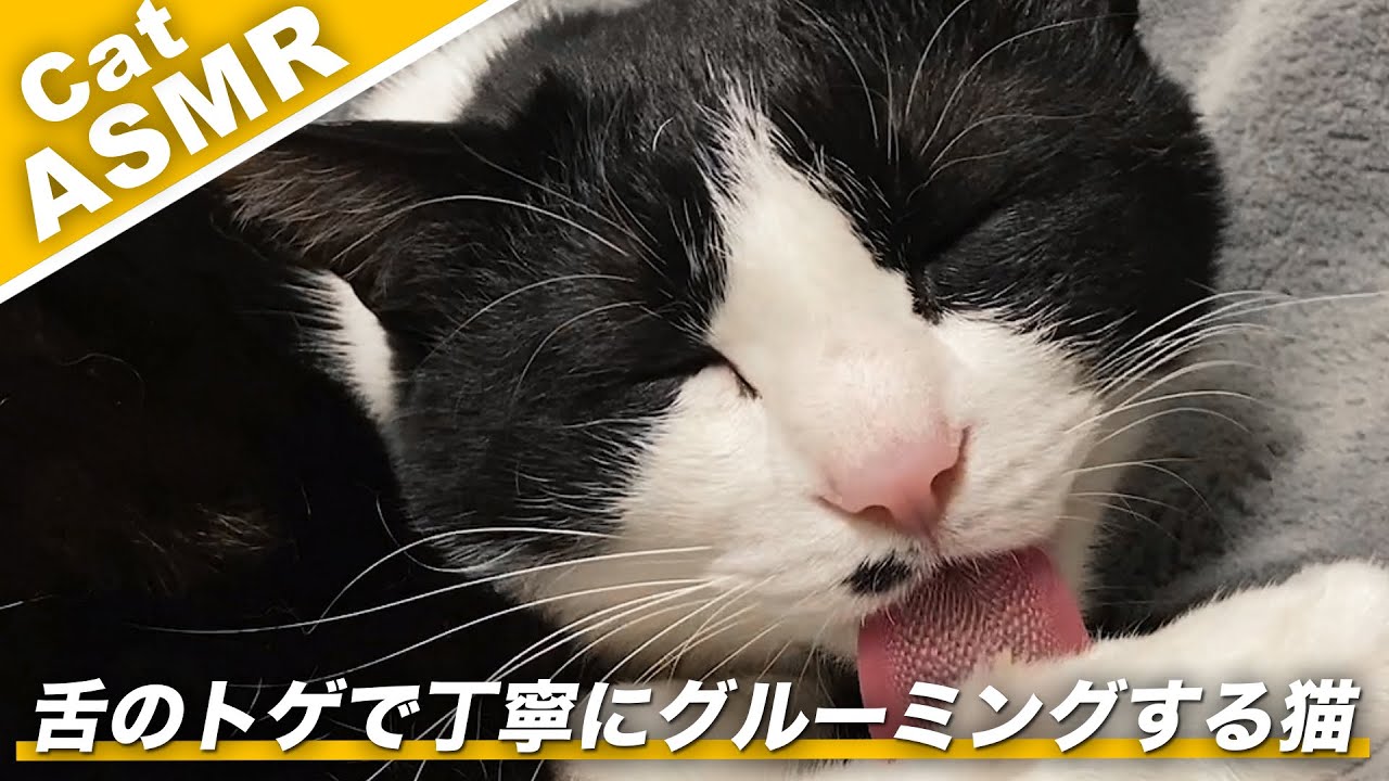 👅🐈ASMR｜猫が換毛期に時間をかけてグルーミングする音 #204