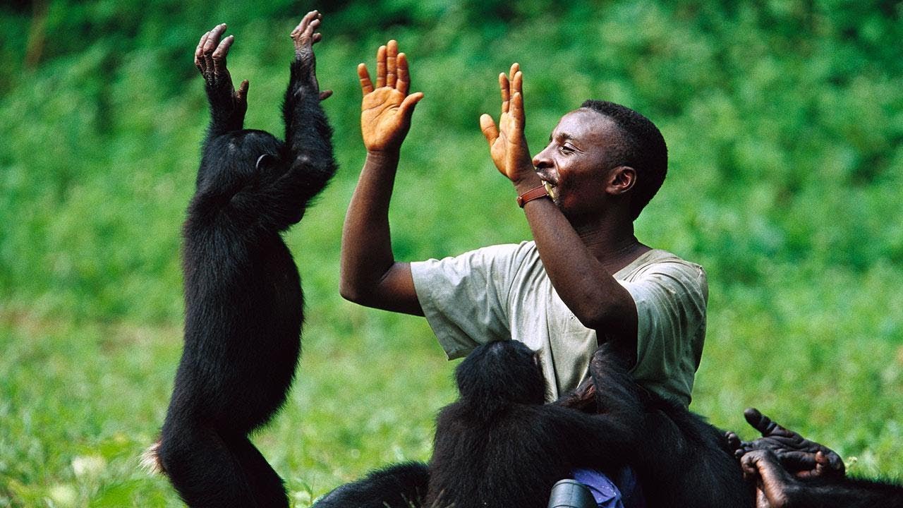 The True Love Between the Chimpanzee Monkey and Human