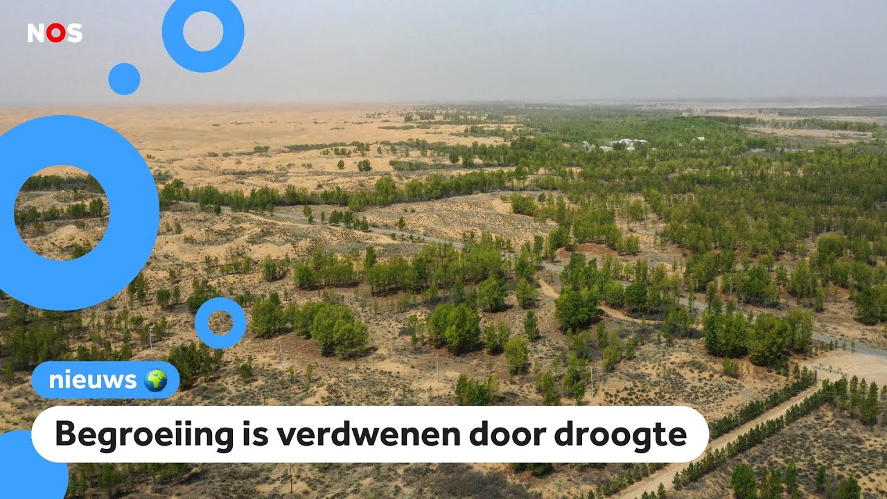 Miljarden bomen geplant in China om woestijn tegen te houden