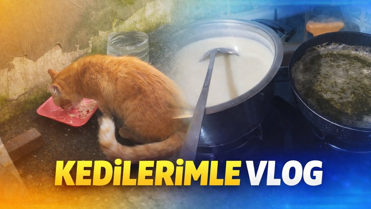 #destek KEDİLERİMLE VLOG💙