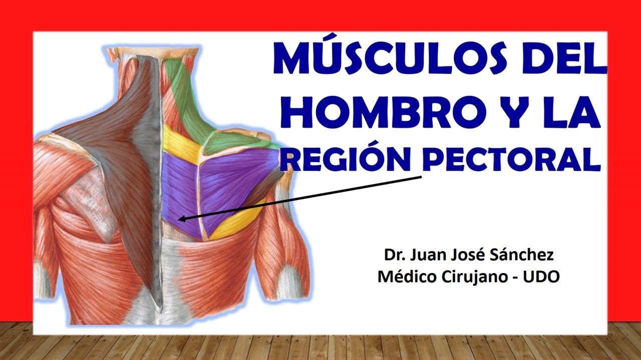 🥇 MÚSCULOS DEL HOMBRO y Región Pectoral. Fáciles y Sencillos