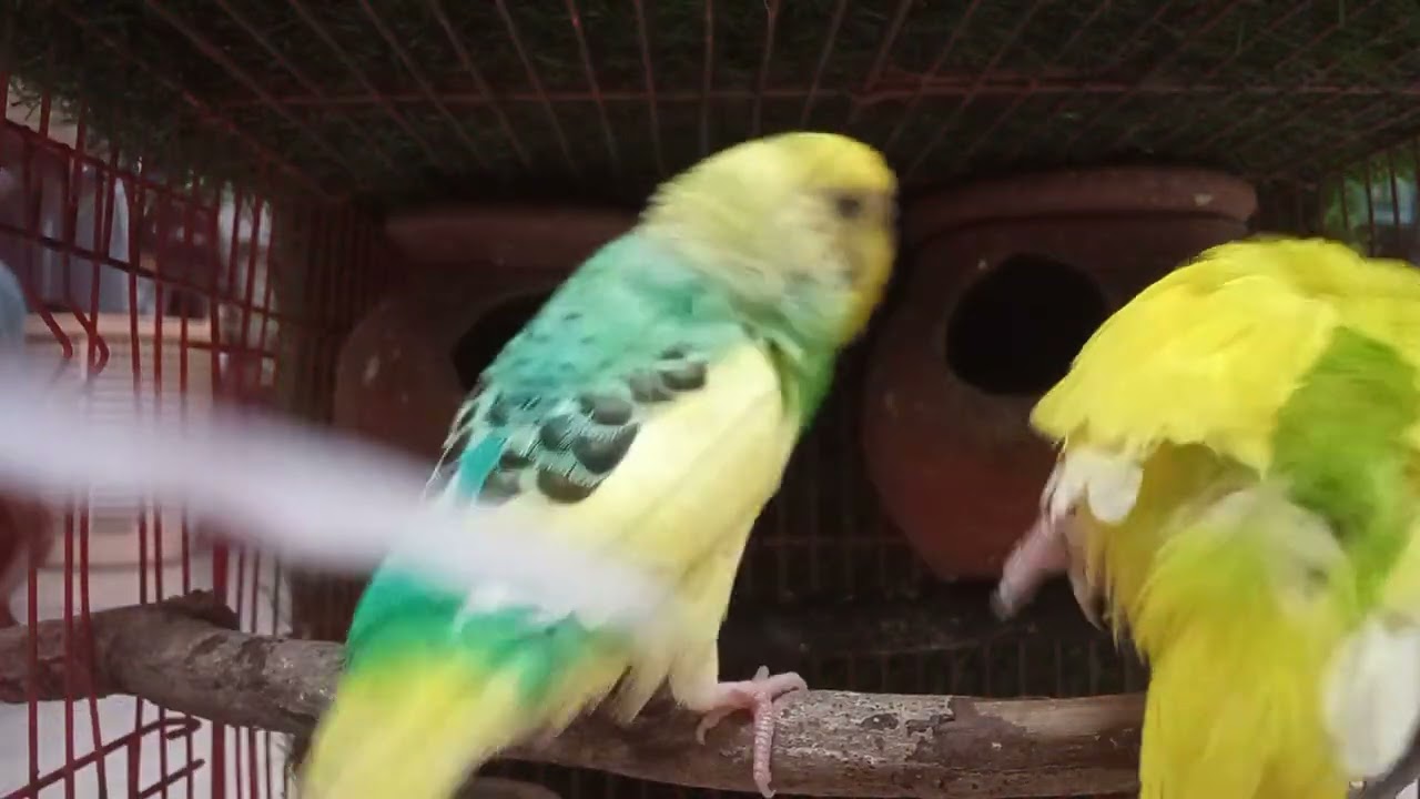 1 hour Budgies happy world . Enjoy love birds sound