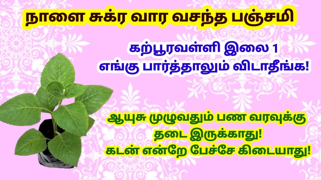நாளை வசந்த பஞ்சமி - கற்பூரவள்ளி இலை 1 கிடைத்தால் போதும்!|panchami|panamsera|vasantha panchami|varahi