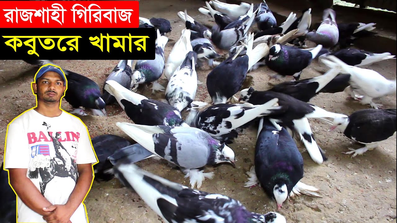 রাজশাহী গিরিবাজ কবুতরে খামার থেকে আয় করছেন কিভাবে জেনে নিন এই খামারির কাছে | Raj Giribaj Pigeon Farm