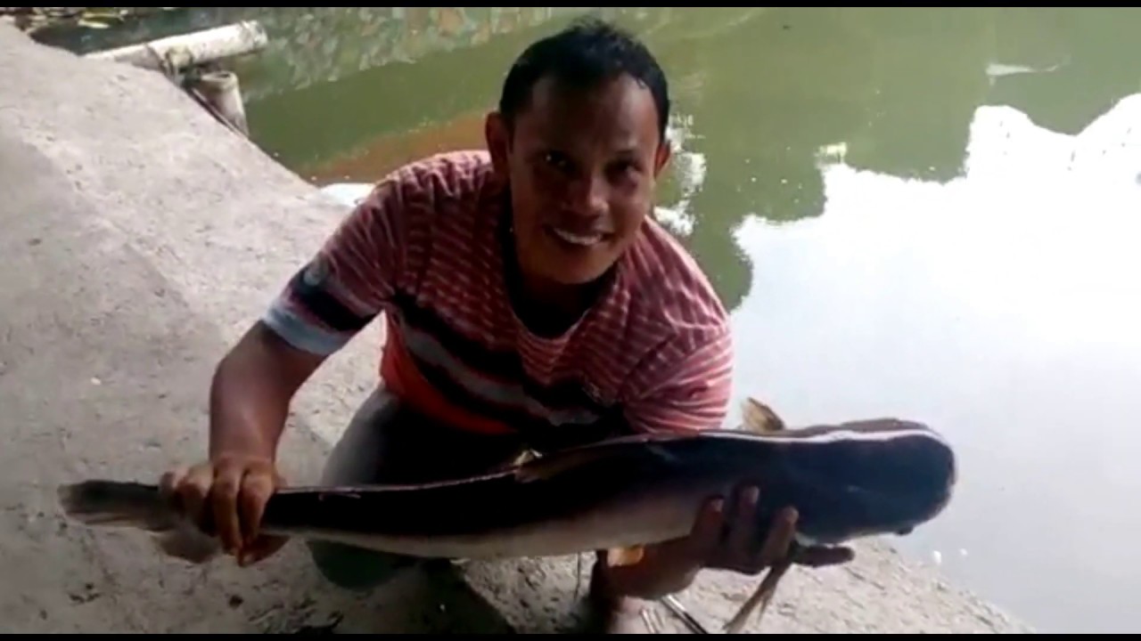 AMAZING MANCING MANIA PADANG IKAN BESAR