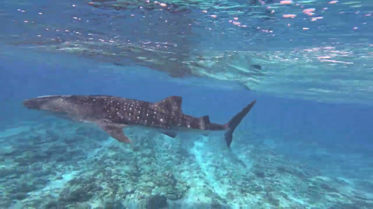 Safari Island Maldives 2024 - Overnight Whale Shark Boat Trip