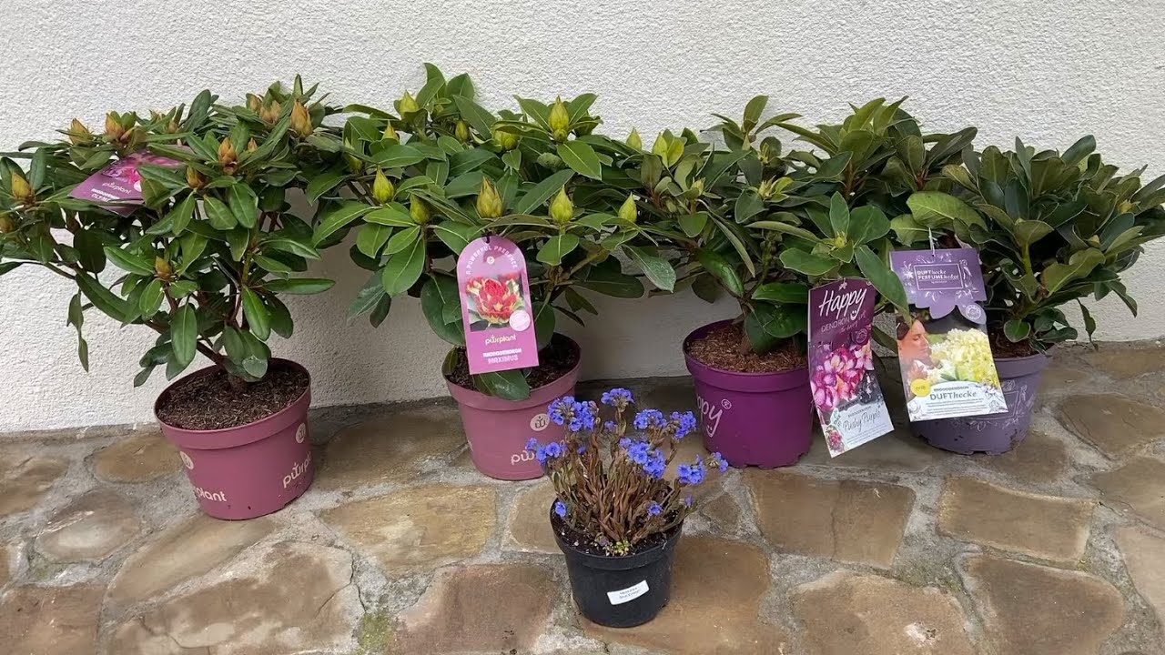 Nowe rośliny w ogrodzie w marcu 