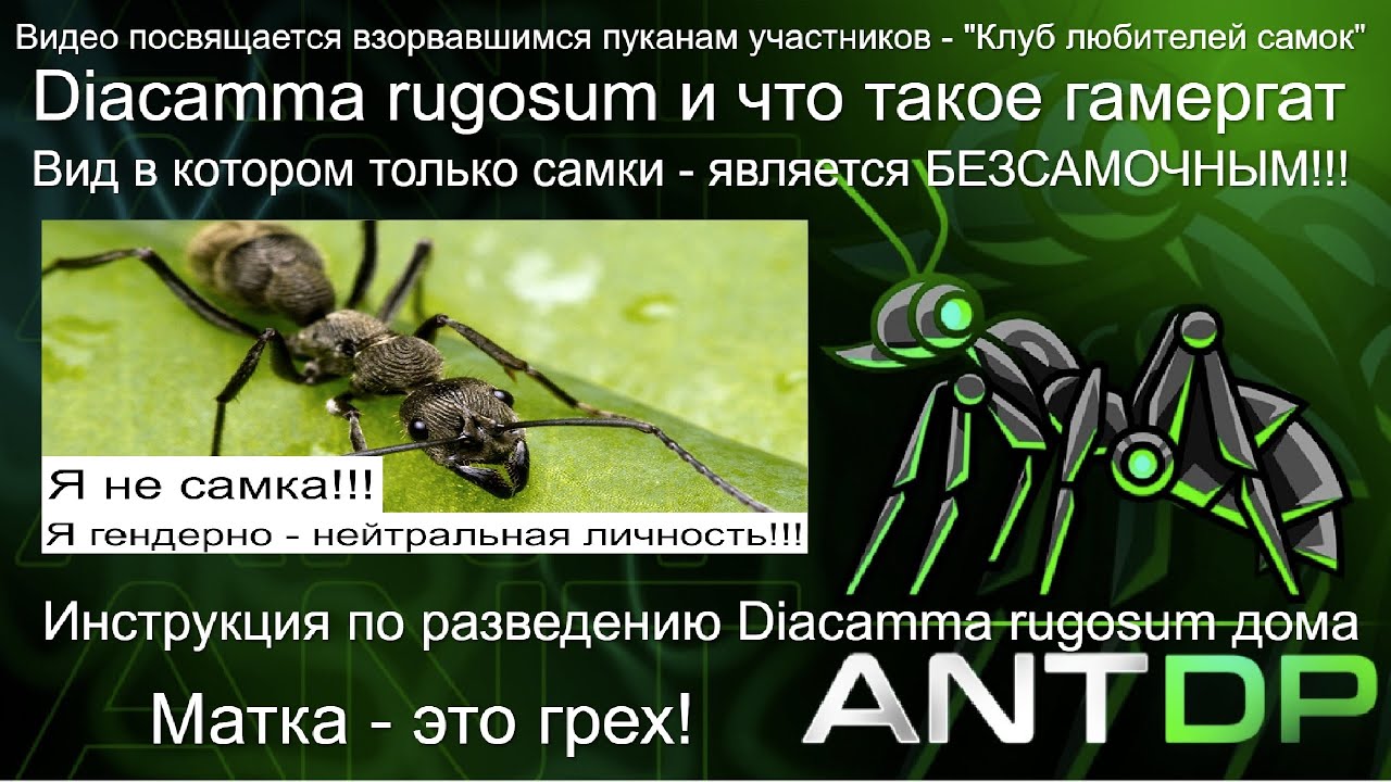 Как разводить дома Diacamma rugosum