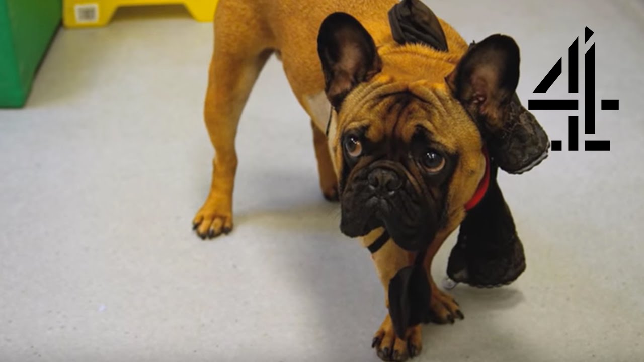 Bacus, the Dog, Struggles to Walk Again | The Supervet
