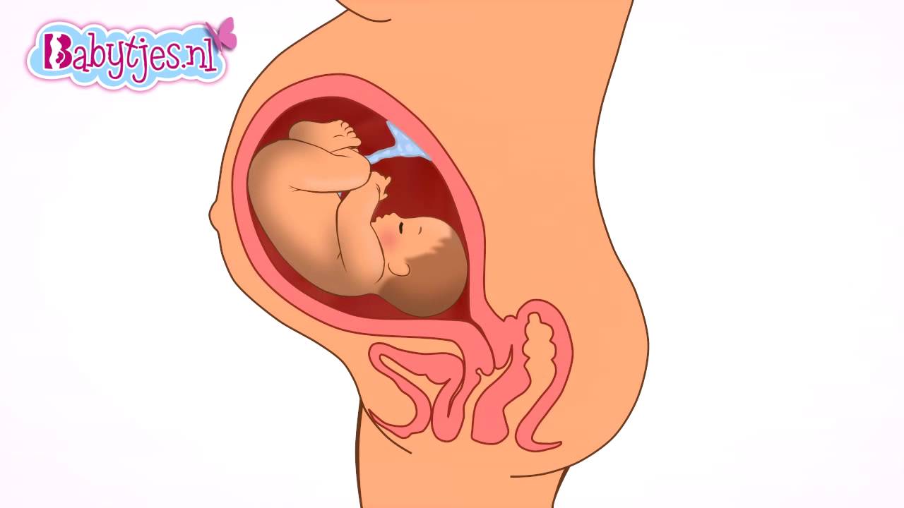 Animatie ontwikkeling van baby in moeder