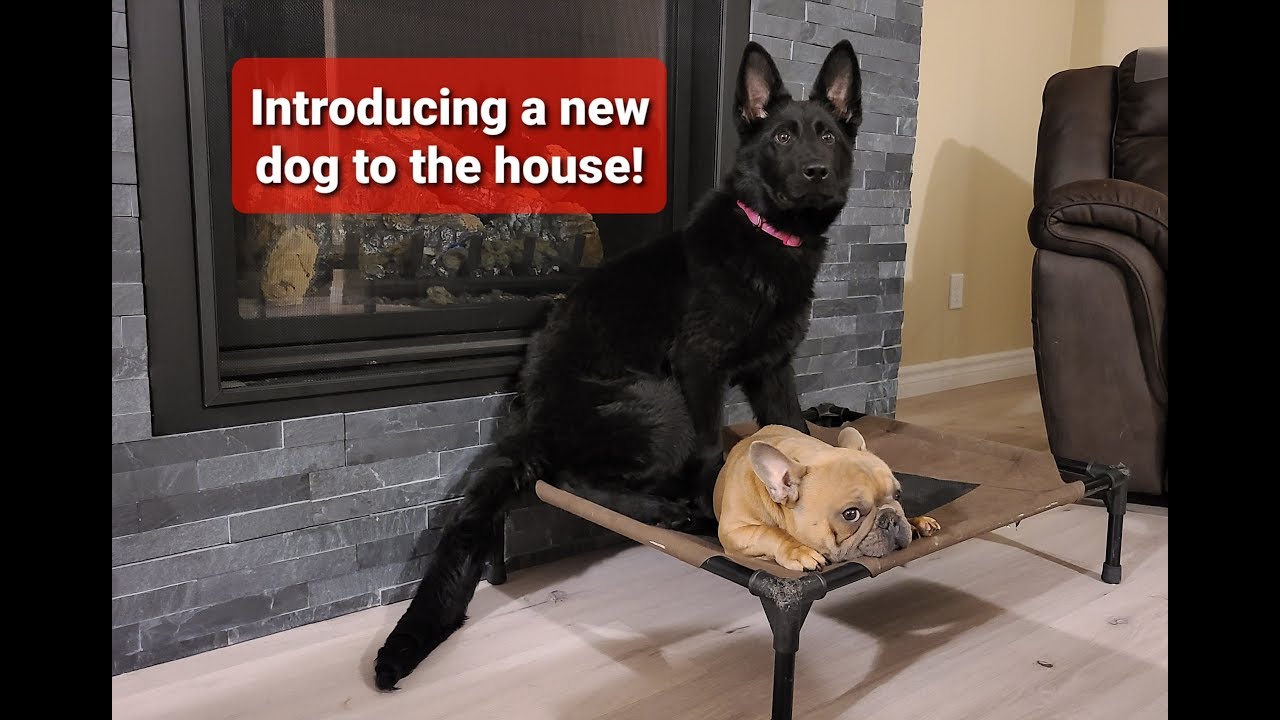 How to introduce a new dog to your house!