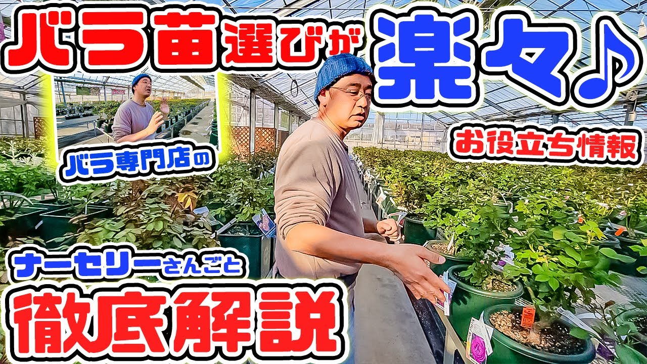 🌹バラ購入は難しい!? いえいえ。とっても簡単です♪【バラ購入の決め手!】についてお話しします【各ナーセリー毎に徹底解説】高木大輔さん