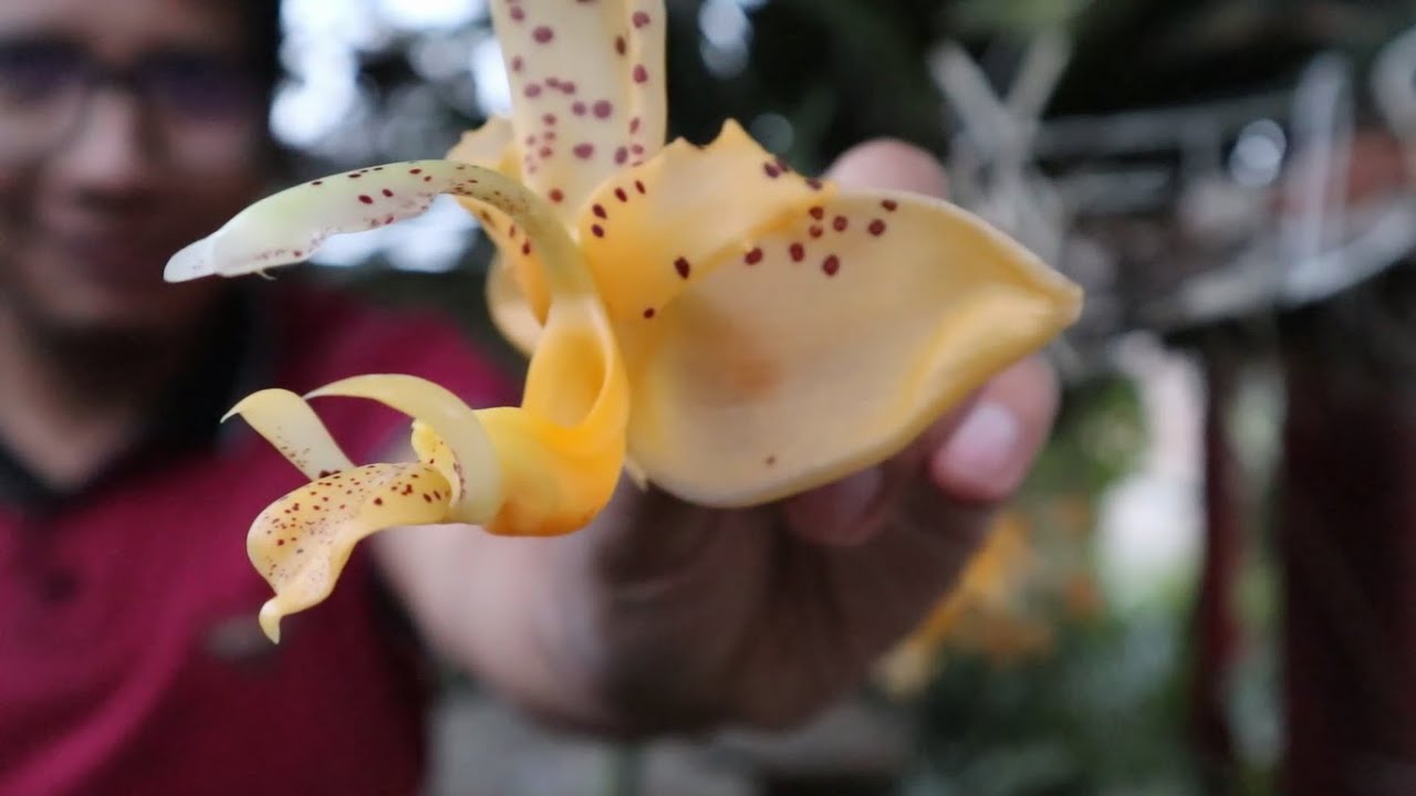 FLORACIÓN INCREIBLE DE STANHOPEA (40 CAPULLOS)