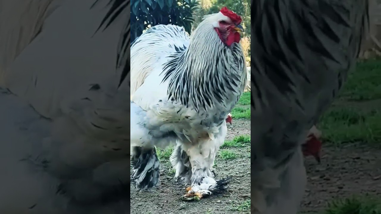 Brahma Rooster light Columbian brahma chicken