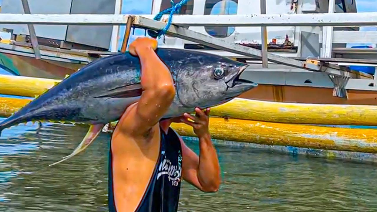 Big and Super Fresh Yellow Fin Tuna