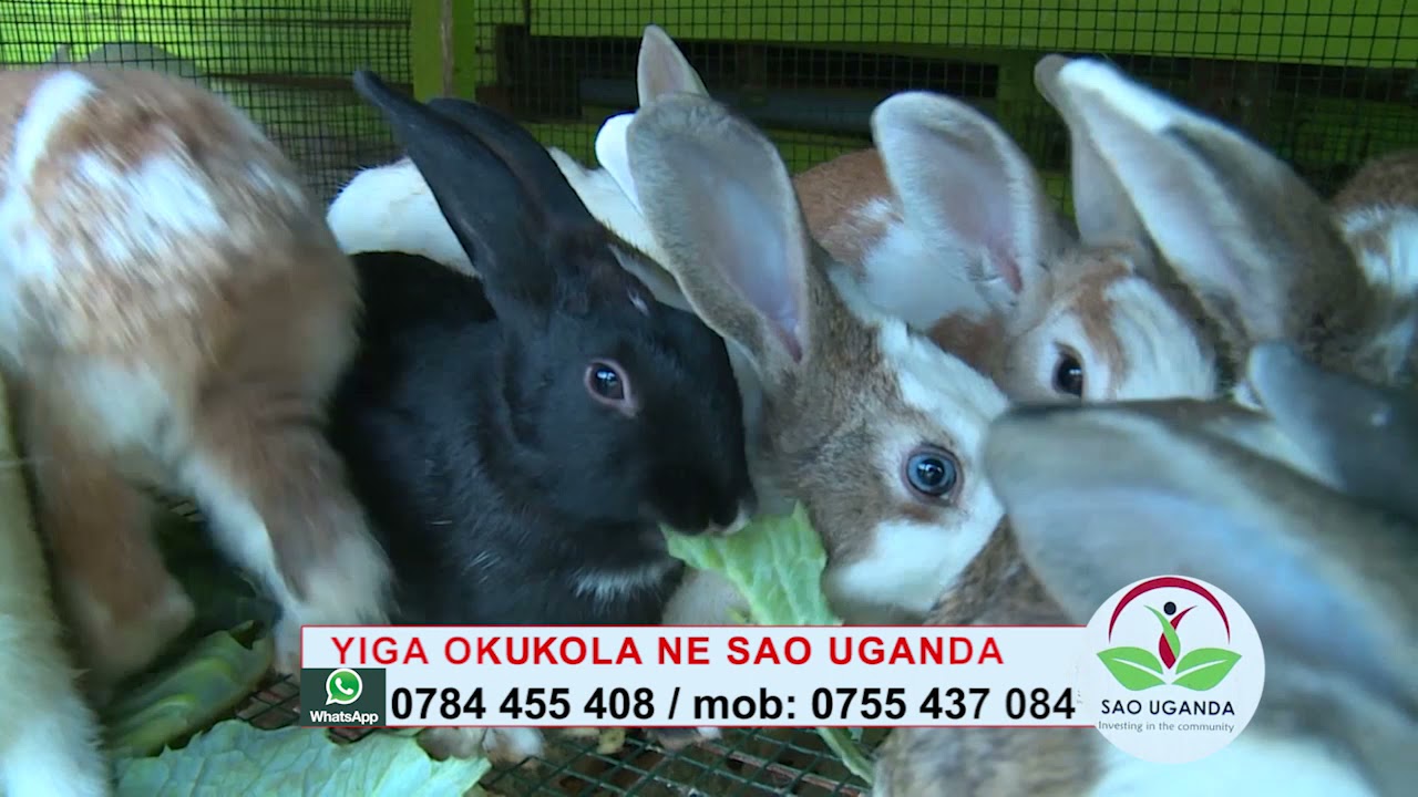Become rich in rabbit keeping with Sao Uganda