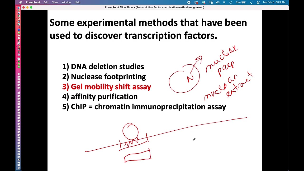 BIO409 /509 Studying Transcription Factors video,, Cell and Molec. Biology, David Champlin, USM