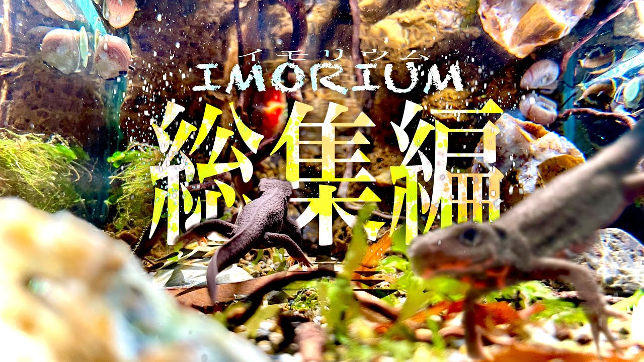【総集編】パイプから流れる清流イモリウム  完成から導入まで一気見‼️