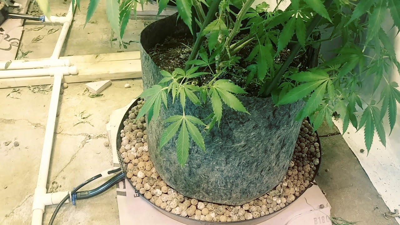Day two of flower strawberry chem